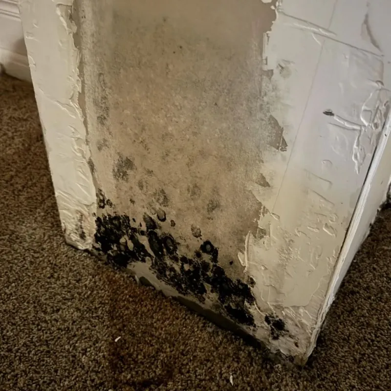 Professional Mold Removal in Dimondale, MI